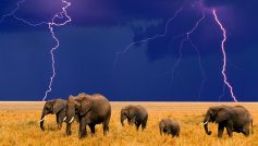 Elephant and Lightning