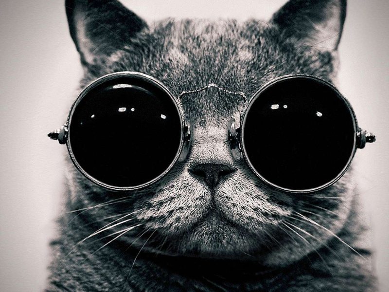 Cat with Goggles