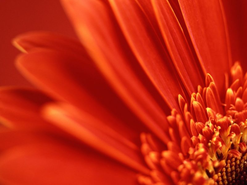 Red-Orange Flower