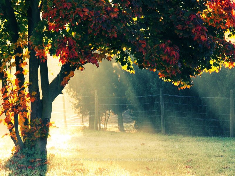 autumn_morning-1600×900