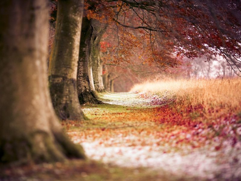 beech_autumn_trees-1600×900