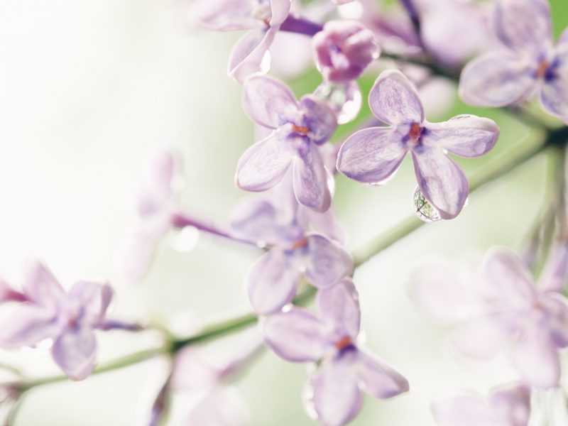 lilac_flowers-wide