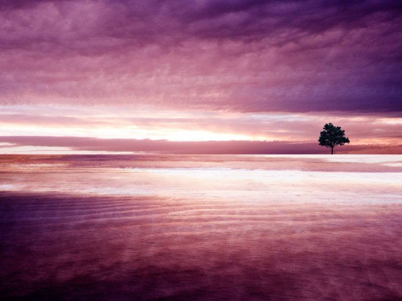 purple_nature-1600×900