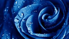 Wet Drops Blue Rose – wide
