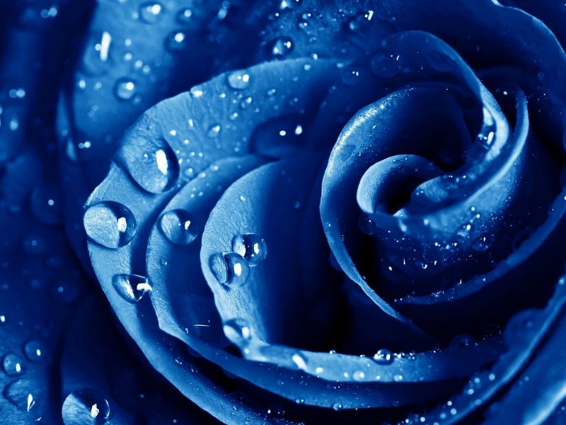 wet_drops_blue_rose-wide